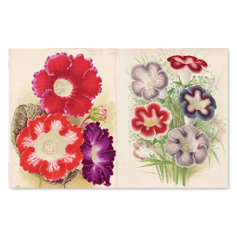 The John Derian Picture Book