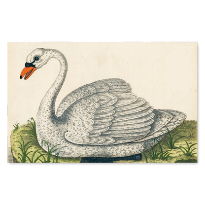 The John Derian Picture Book
