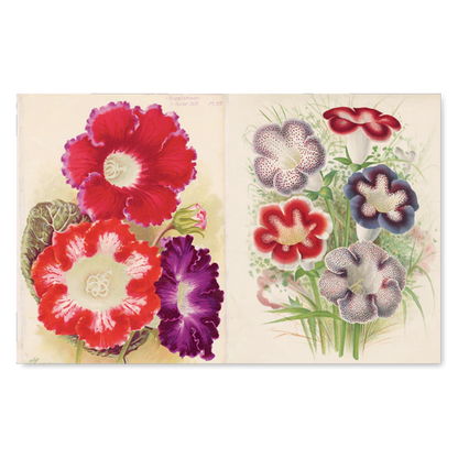 The John Derian Picture Book