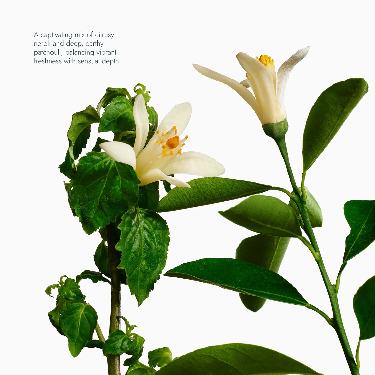 Exfoliating Body Wash 6.2 oz. (Neroli & Patchouli)