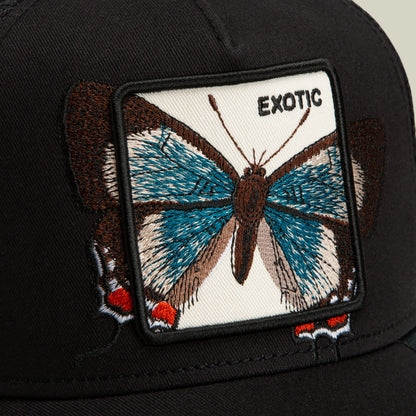 Over the Line Butterfly